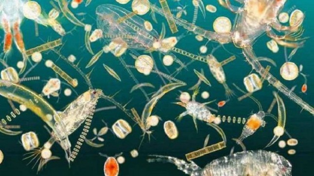 Plancton tóxico prefiere crecer en microplásticos