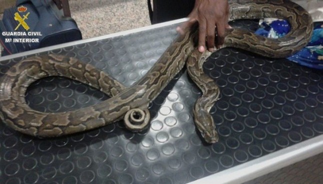 Intervenidas dos serpientes pitón africanas en el puerto de Algeciras