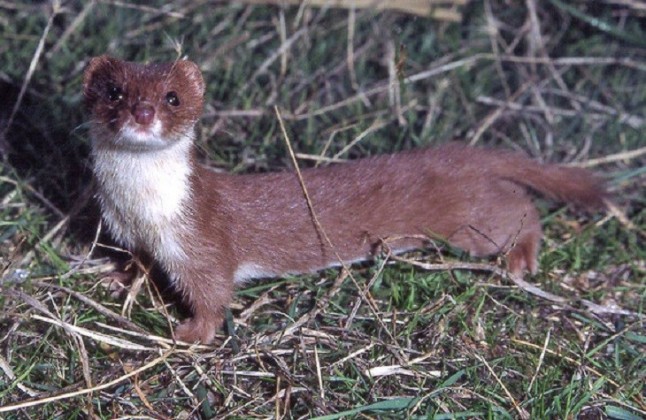 El ser humano y sus incoherencias amenazan a la comadreja