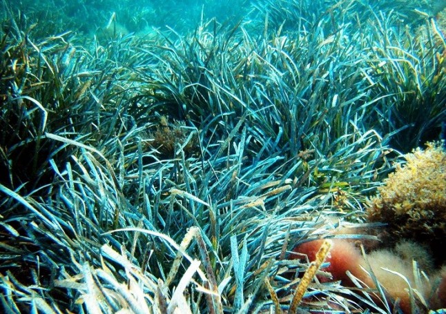 La expansión de praderas submarinas en el Ártico contribuyen a frenar el calentamiento del Planeta