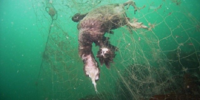 Las luces LED evitan la muerte de aves marinas por redes de pesca