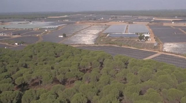 No sólo los frutos rojos asolan el acuífero de Doñana