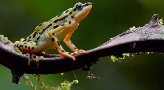Redescubren cuatro especies en Ecuador y Colombia que se creían extinguidas
