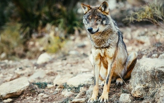 Denunciado por intentar vender un lobo congelado por internet para disecarlo