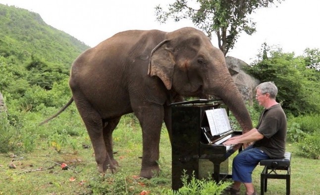 Un pianista jubilado toca el piano para elefantes viejos