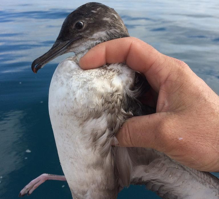 Liberando aves que quedan atrapadas en diferentes artes de pesca