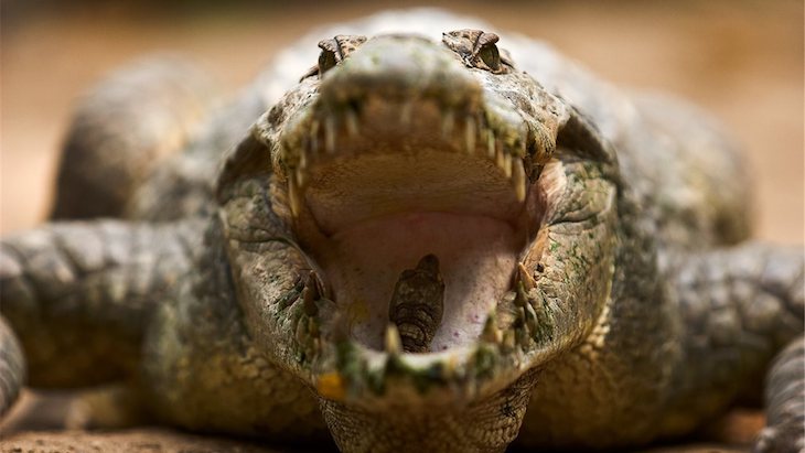 Los ‘secretos’ de los cocodrilos