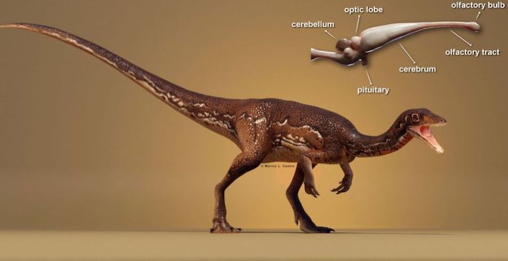 Así era el pequeño cerebro de uno de los dinosaurios más antiguos