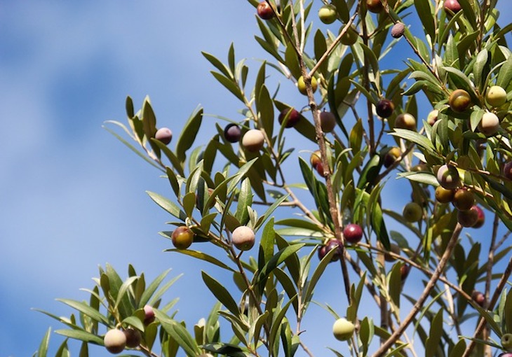 Demuestran una alta resistencia genética a insecticidas en la mosca del olivo