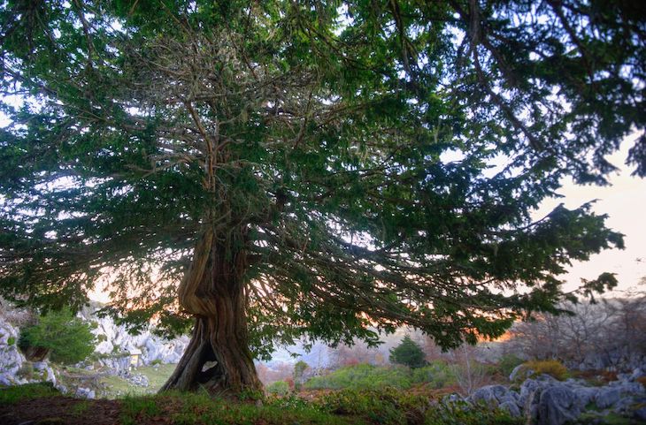 Los árboles milenarios no son inmortales