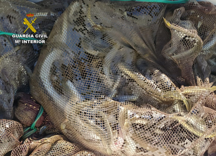 La BENEMERITA investiga a cuatro pescadores por la captura de anguilas en el Mar Menor