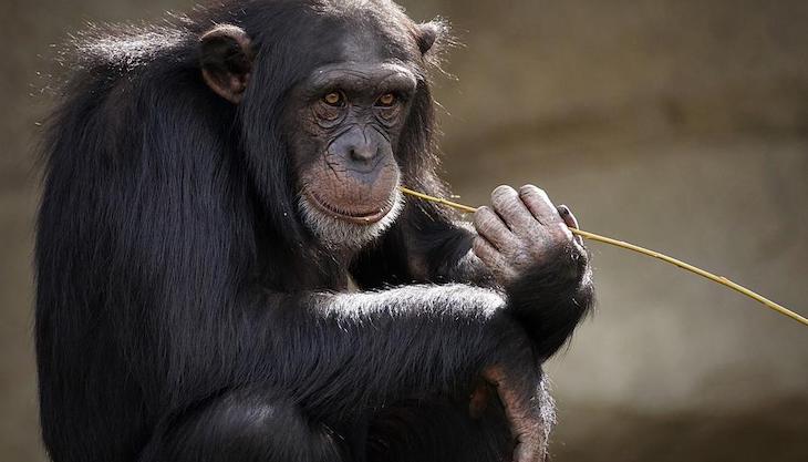 El genoma de los chimpancés y gorilas podría ayudar a entender mejor los tumores humanos