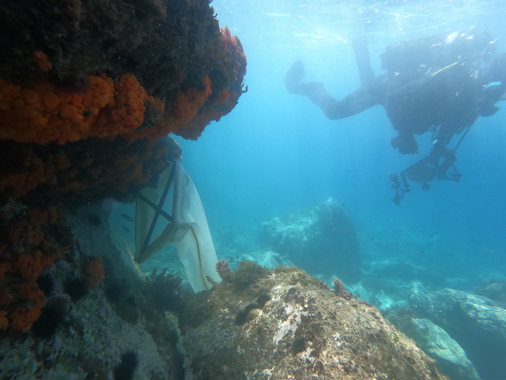 Programa de rehabilitación de corales en el Mediterráneo: ‘larvas del coral naranja’