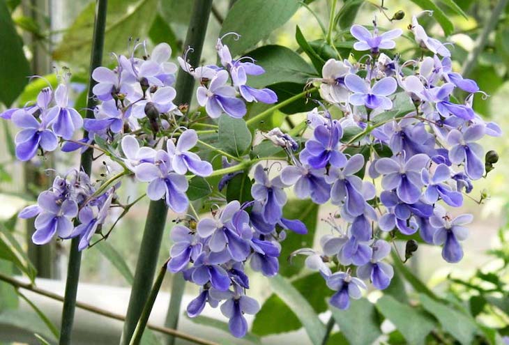 Algunas flores aprenden a recuperarse después de sufrir daños