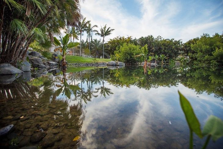 Santa Cruz de Tenerife celebra esta semana el sexto aniversario de la apertura al público del Palmetum