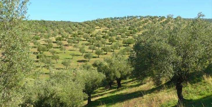 1as Jornadas ‘Conectando agricultura y biodiversidad: una perspectiva desde los cultivos leñosos a través del Life Olivares Vivos’
