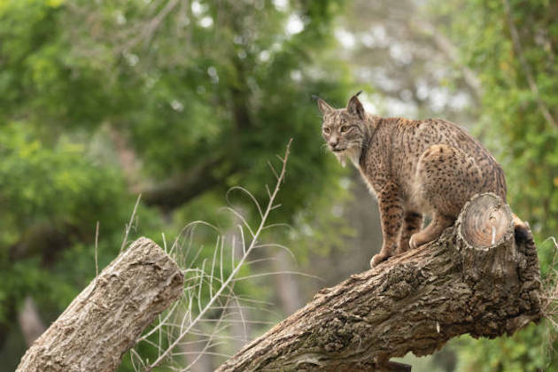 Territorio Lince ha captado imágenes de más de cien especies diferentes en su primer año de vida
