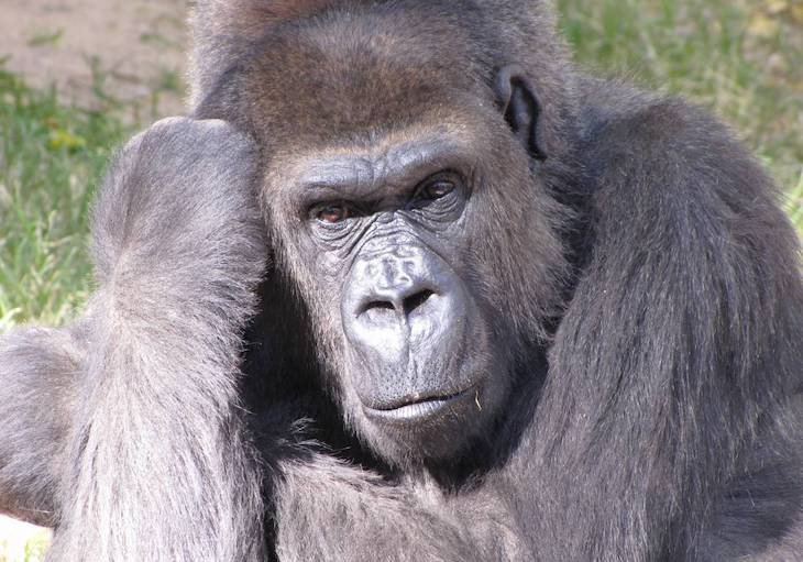 La extinción de las especies más grandes amenaza el equilibrio en los procesos ecológicos a escala global