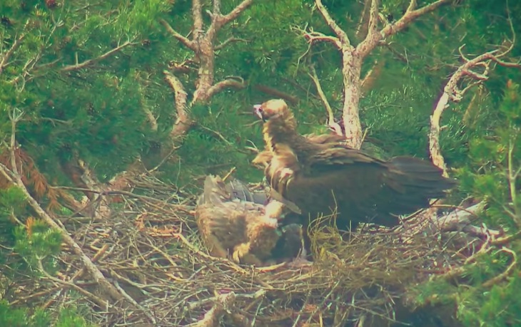 En vivo y en directo: nueva temporada de #webcambuitre