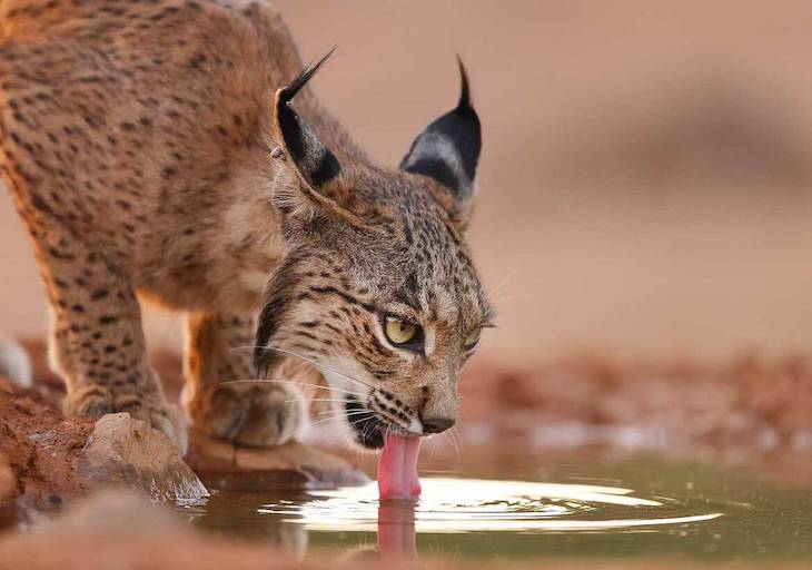 Proyecto ‘20Lince40’ de la mano de la ‘Fundación Biodiversidad’