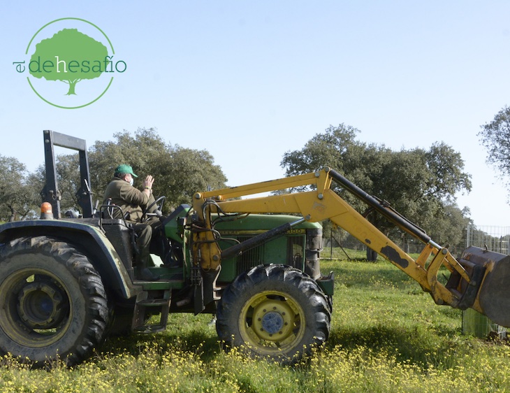 EL DEHESAFÍO: el proyecto lleva plantadas desde sus orígenes más de 3200 encinas