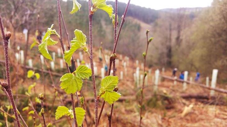 Siemens Gamesa plantará desde mañana más de 50.000 árboles en 2020 en el programa de reforestación Los Bosques