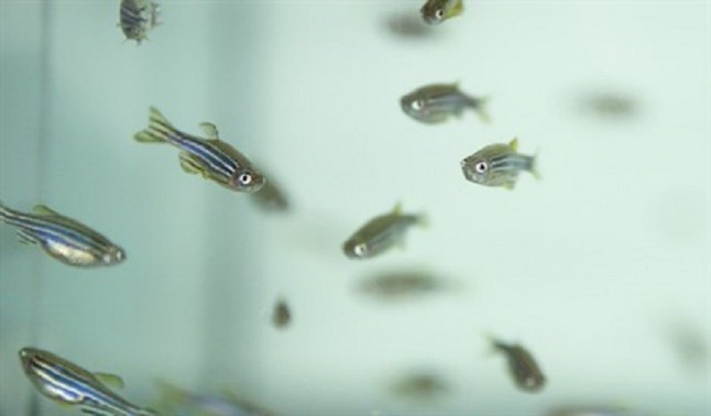 Los metales usados en objetos de consumo es letal para los peces