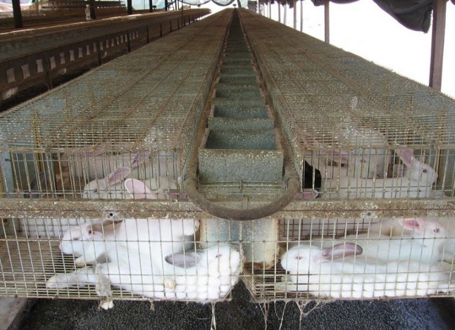 Las deplorables condiciones de cría de los conejos en Europa
