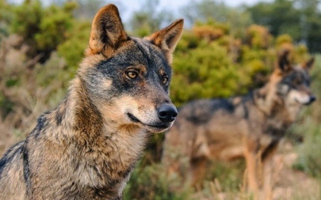 Europa apoya las medidas adoptadas en Andalucía para abordar la situación del lobo