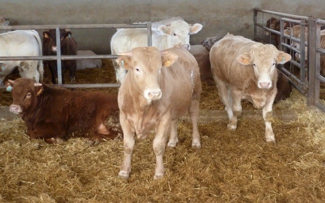 Proyecto para reducir la huella ambiental de la producción de carne de bovino