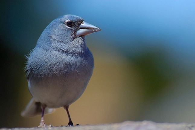 Los principales problemas para la conservación de aves amenazadas en Canarias