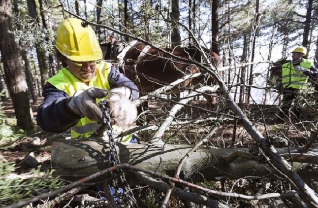Castilla – La Mancha adjudica la eliminación de residuos forestales