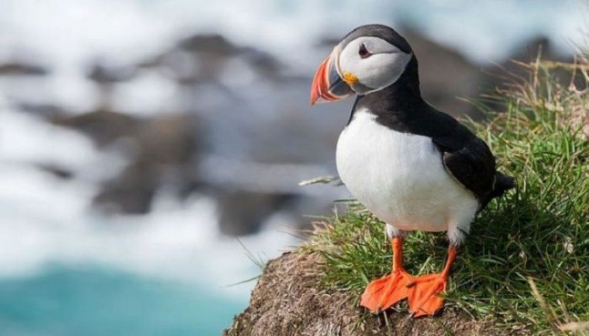 Los frailecillos en el Mar de Bering ‘contra las cuerdas’ por el cambio climático