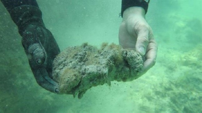 La degradación de las praderas marinas liberará ingentes cantidades de CO2