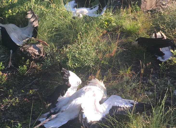 1er proceso penal abierto por electrocución de avifauna