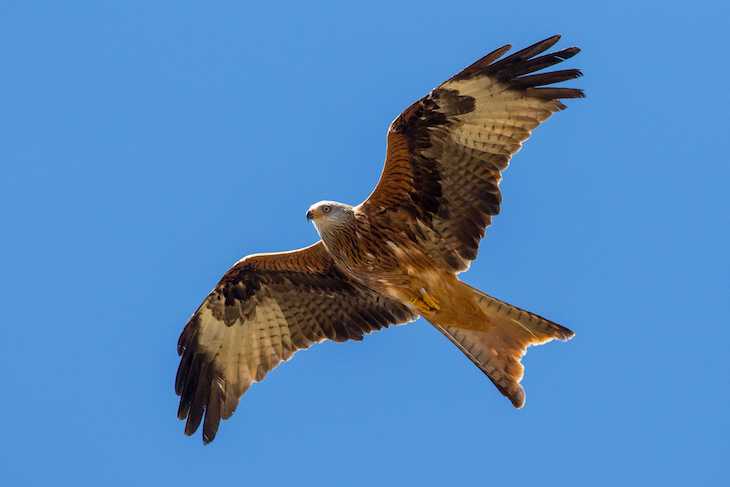 La Junta de Andalucía y GREFA iniciarán en 2021 en Cazorla un programa de sueltas del amenazado milano real