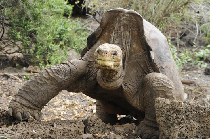 El secreto de las Islas Galápagos para mantener su hábitats únicos