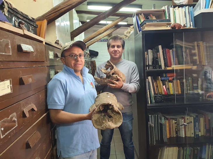 Paleontólogos de Argentina y Ecuador presentaron un "Yeti sudamericano" de más de 10 mil años de antigüedad