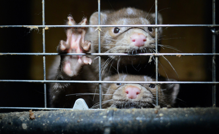 STOP la granja de visones de Peguerinos