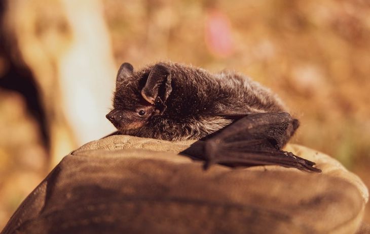 Descubiertos los primeros parientes del virus de la rubeola en murciélagos de Uganda y ratones de Alemania