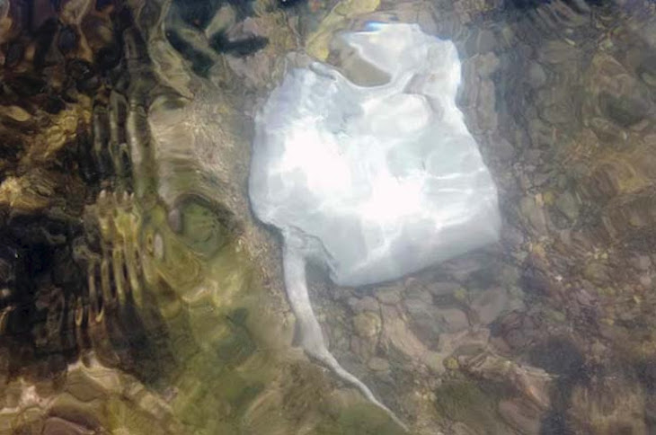 Decenas de rayas muertas en Sancti Petri (Chiclana)