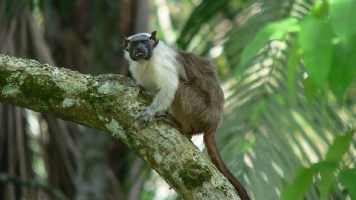 Cómo evitan los monos los conflictos