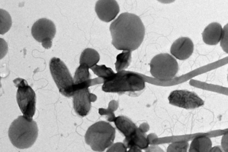 Millones de microorganismos no cultivados buscan nombre científico oficial