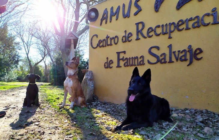 Unidad canina en España especializada en el rastreo de aves afectadas por colisión o electrocución en tendidos eléctricos