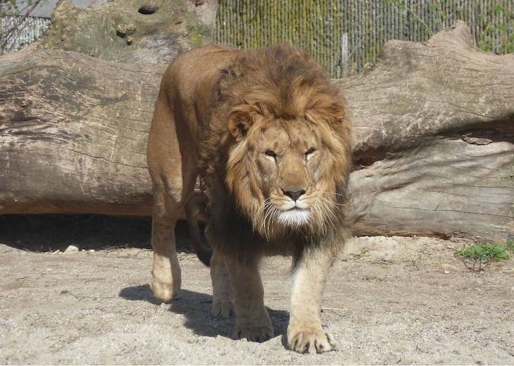 El rey de la selva está en peligro