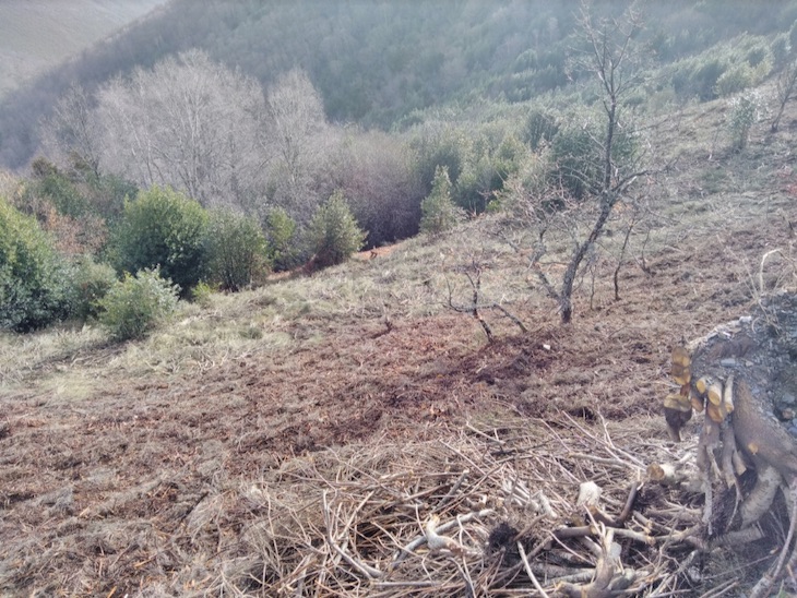Cesefor concluye las actuaciones para la conservación de las  tejedas cantábricas en León Realizadas en el marco del proyecto LIFE Baccata