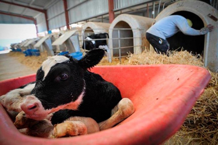 Prácticas habituales de la industria láctea