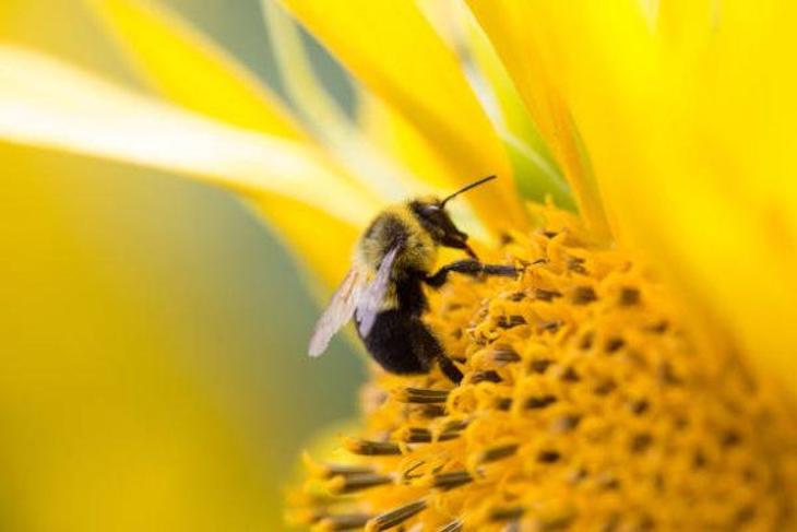 Día Mundial de las Abejas 2021