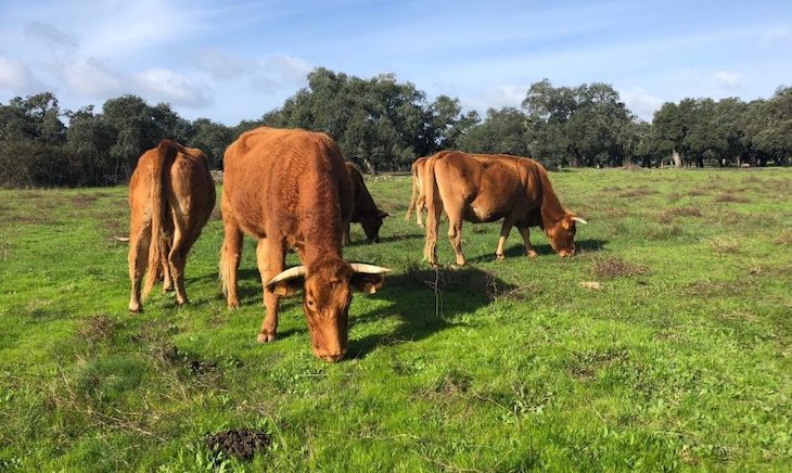 SOHISCERT organiza un Webinar sobre la certificación en Bienestar Animal Welfair Quality®