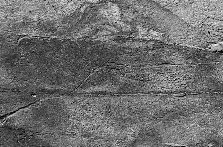 Una red social operó en los primeros animales hace 500 millones de años